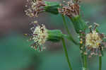 Rugel's Indianplantain <BR>Rugel's ragwort